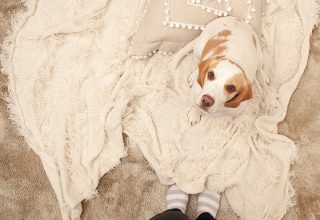 Tem animais em casa? Saiba como decorá-la