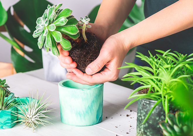 Natureza dentro de casa: veja dicas de como montar um jardim de inverno