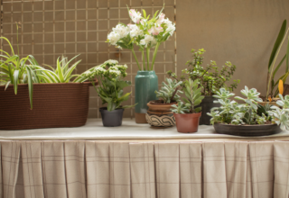 Primavera à vista: como cuidar das flores dentro de casa