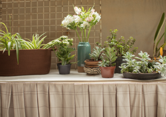 Primavera à vista: como cuidar das flores dentro de casa